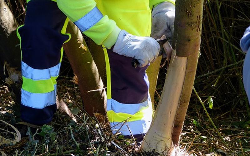 Control of invasive vegetation