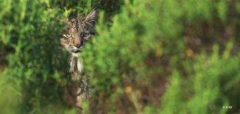 Imagem - Lince-ibérico